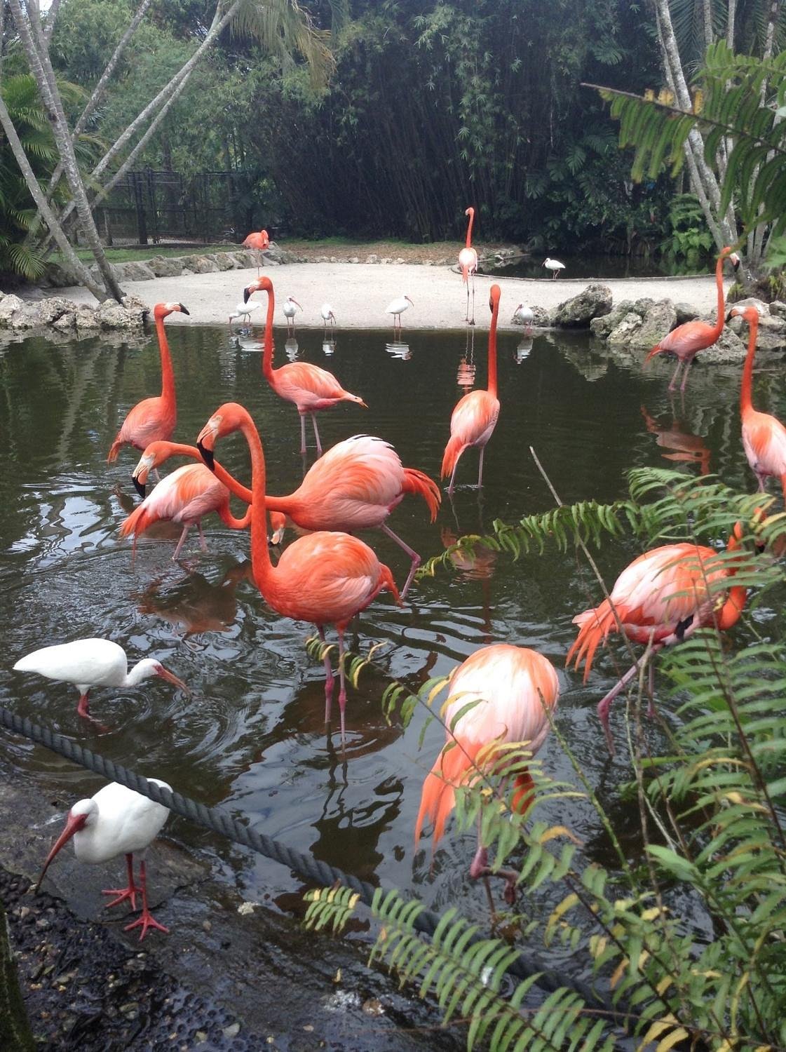 flamingo gardens